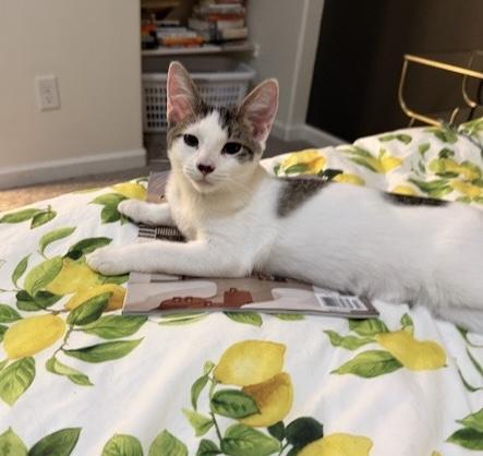 Chipsy, an adoptable Domestic Short Hair in Colorado Springs, CO, 80918 | Photo Image 2