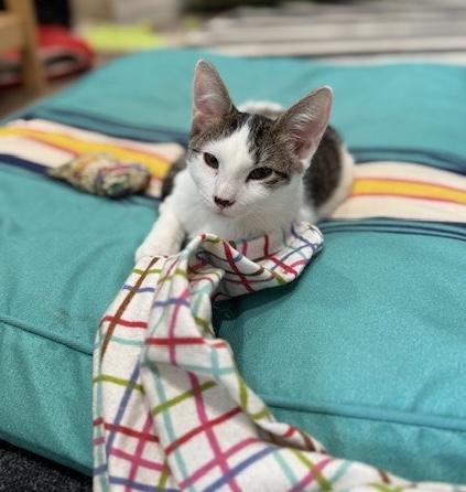 Chipsy, an adoptable Domestic Short Hair in Colorado Springs, CO, 80918 | Photo Image 3