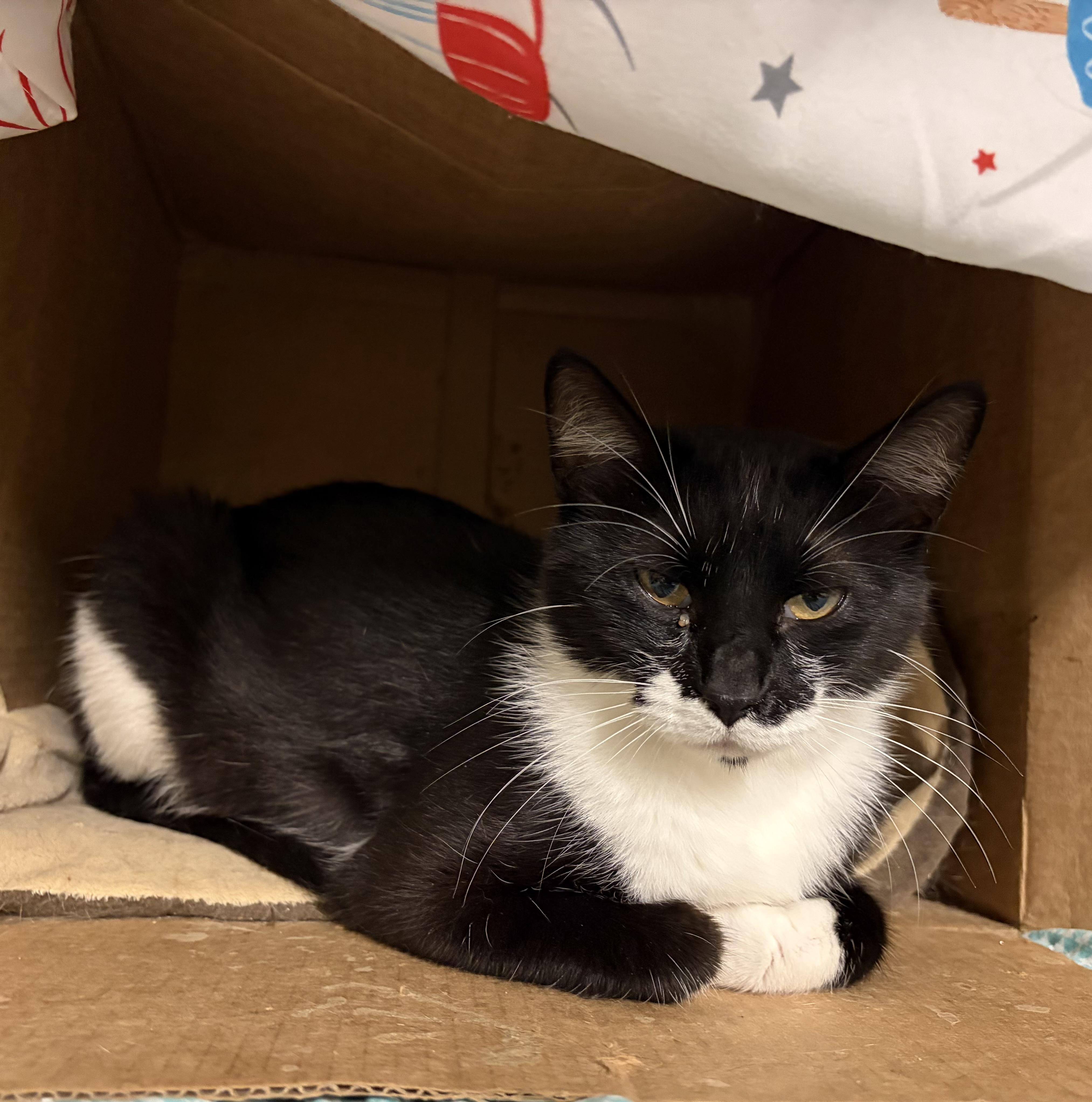 GG, a ADOPTABLE Domestic Short Hair in Melbourne, AR image 3/6