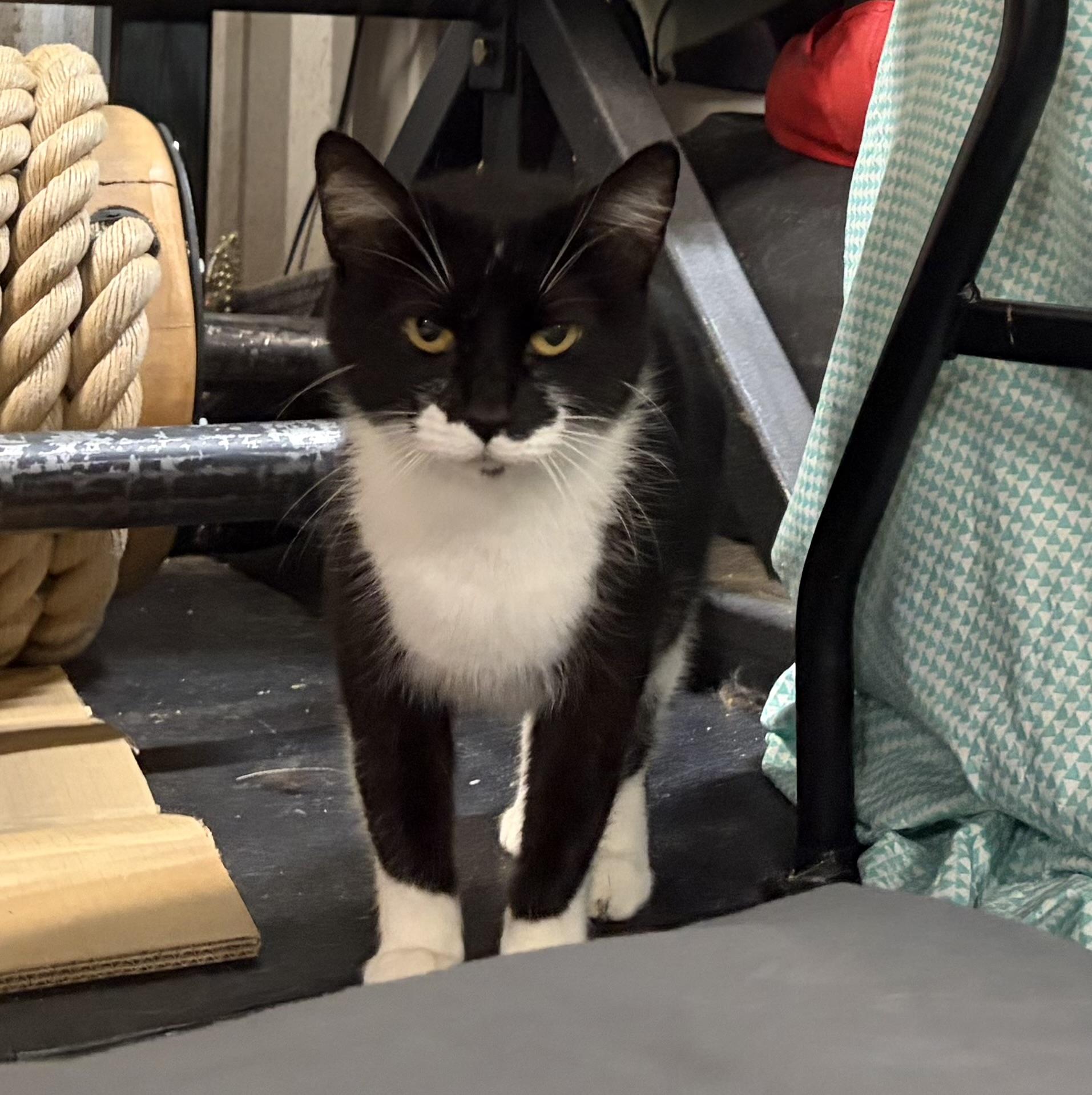 GG, a ADOPTABLE Domestic Short Hair in Melbourne, AR image 2/6