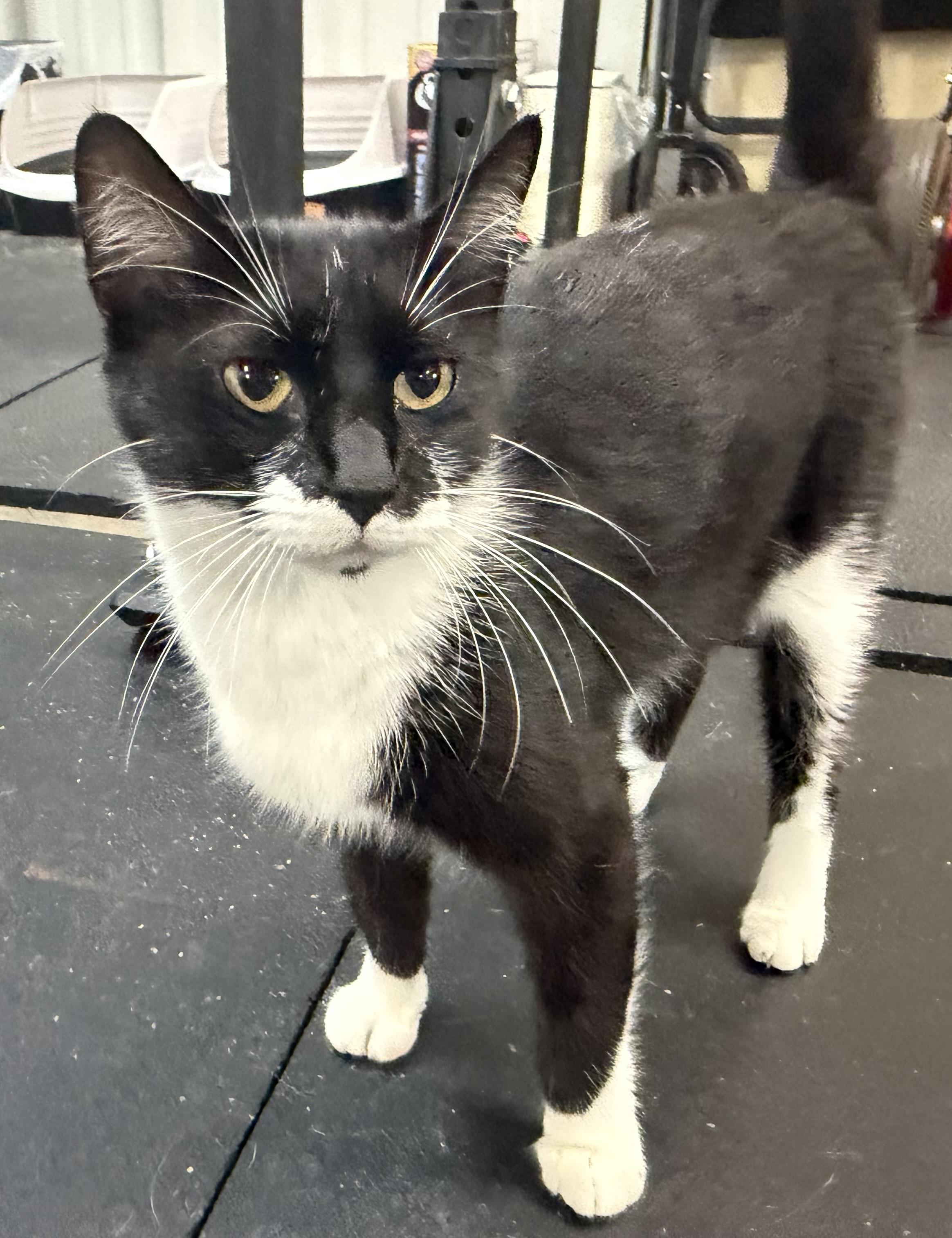 GG, ADOPTABLE, Adult Female Domestic Short Hair.