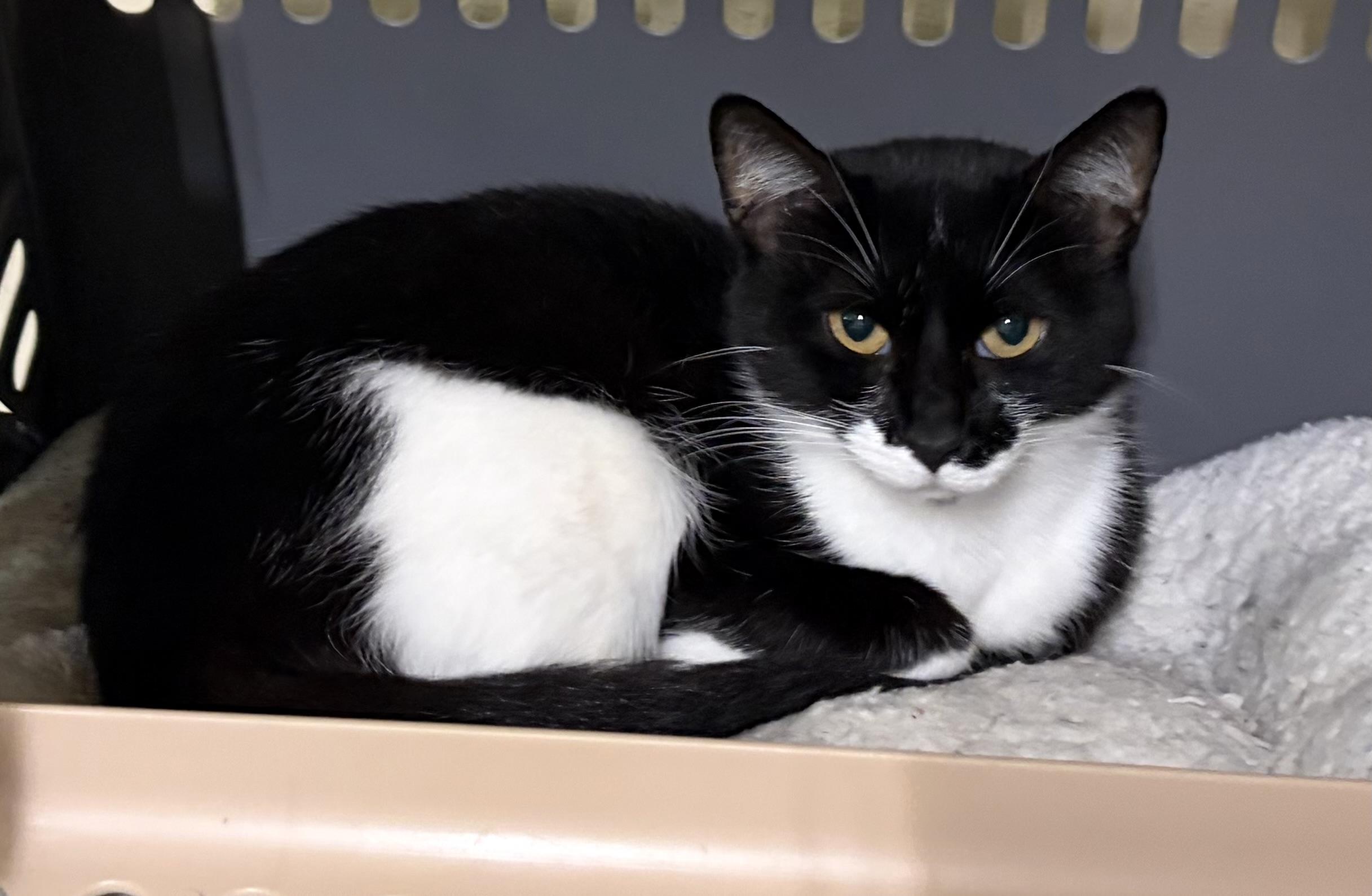 GG, a ADOPTABLE Domestic Short Hair in Melbourne, AR image 6/6