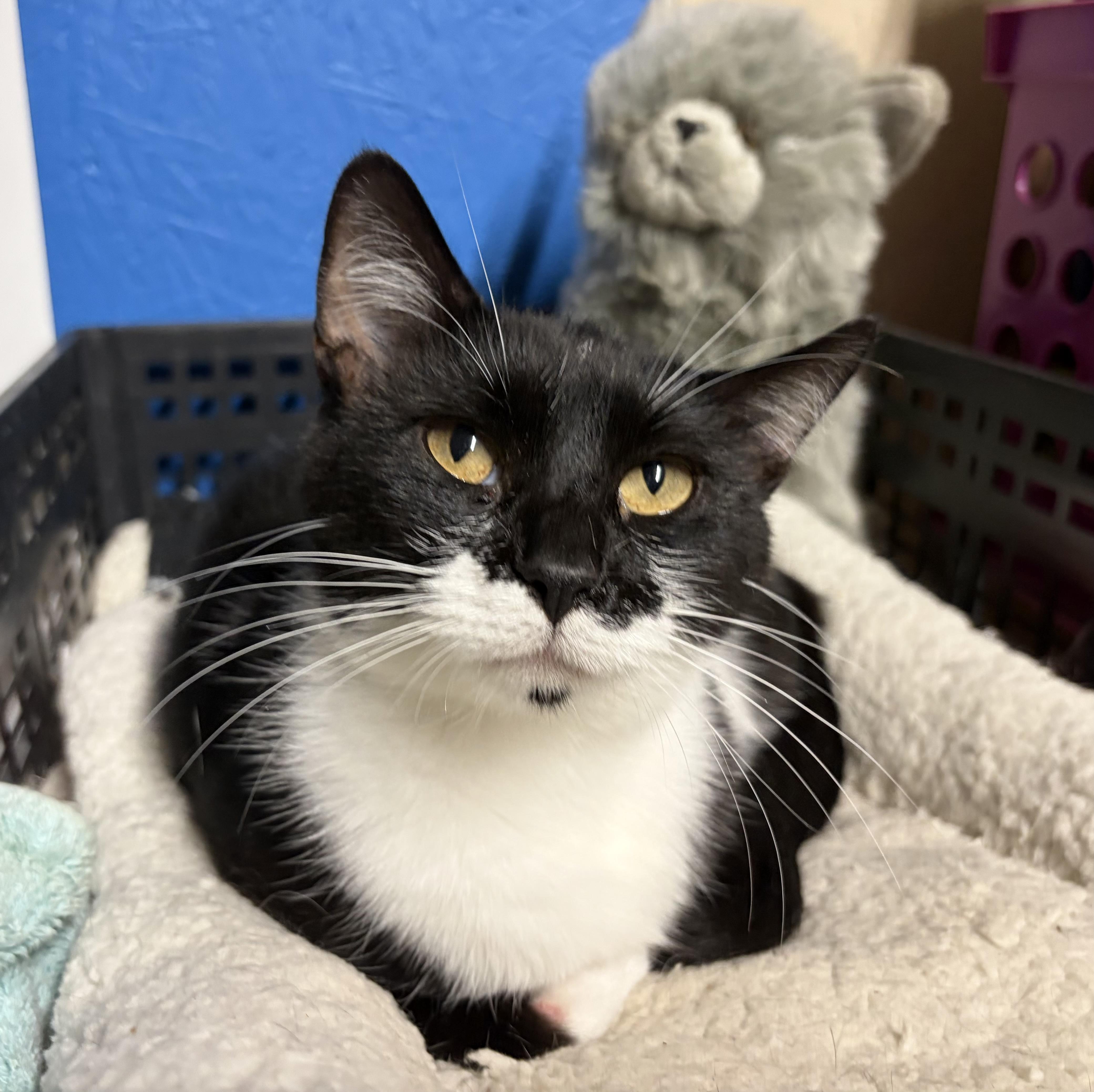GG, a ADOPTABLE Domestic Short Hair in Melbourne, AR image 5/6