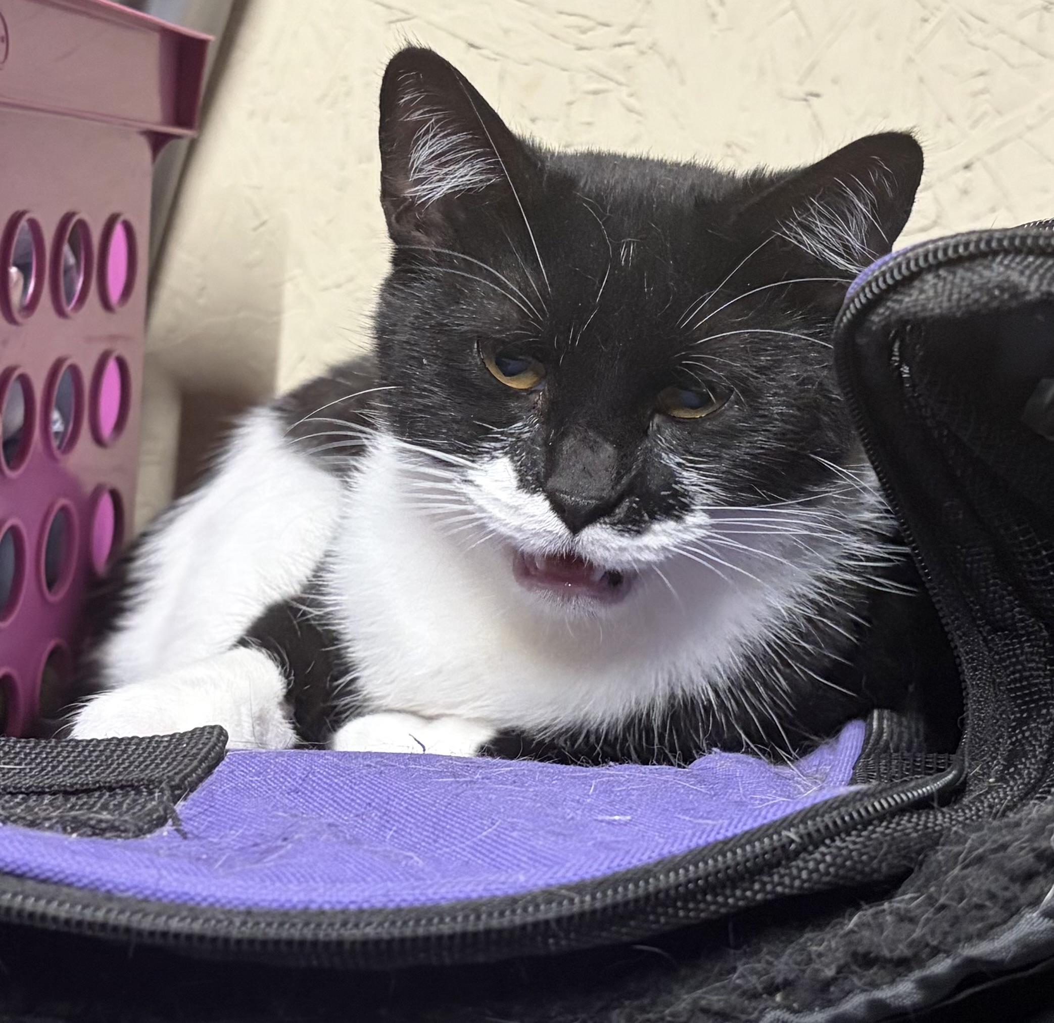 GG, a ADOPTABLE Domestic Short Hair in Melbourne, AR image 4/6