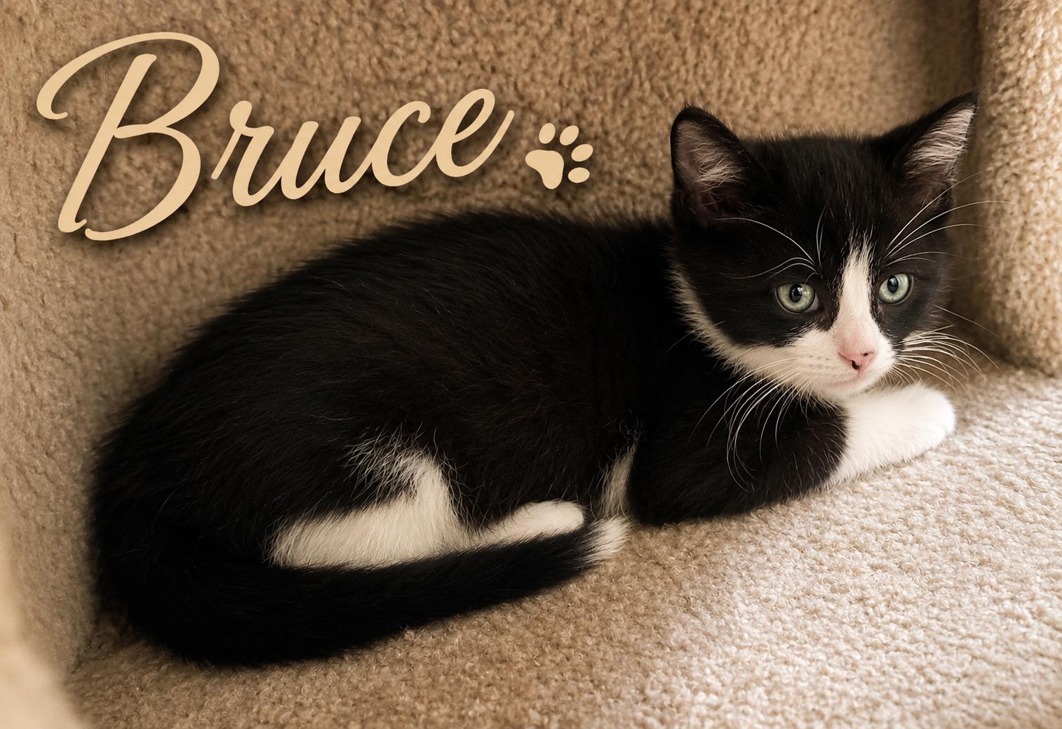 Enlarge Bruce (FCID# 06/04/2026 - 43 West Chester PS) K, a Adopted Tuxedo in Greenville, DE image 1/2
