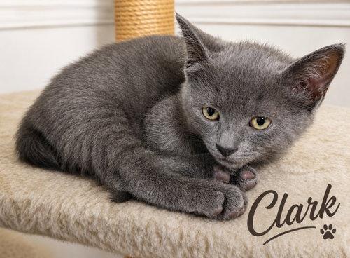 Enlarge Bruce (FCID# 06/04/2026 - 43 West Chester PS) K, a Adopted Tuxedo in Greenville, DE image 2/2