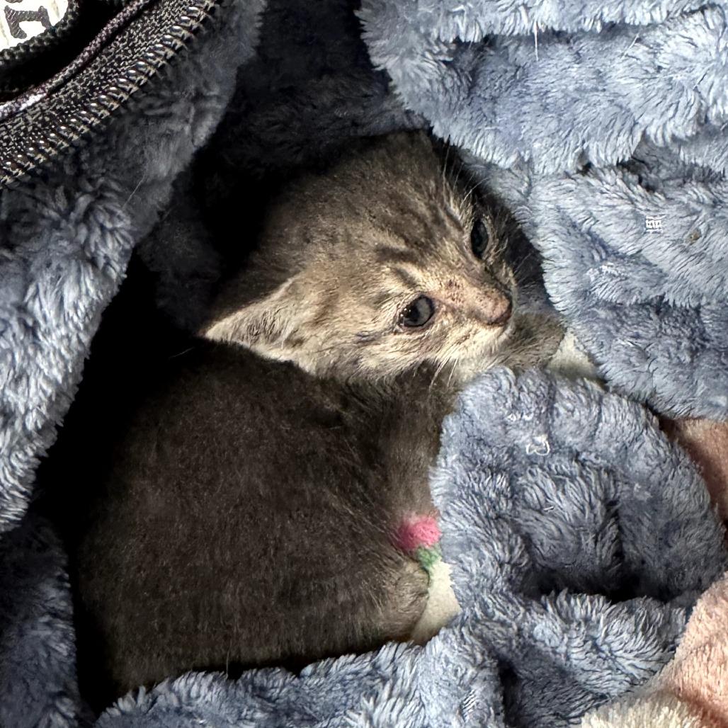 Mouse, Adoptable, Kitten Female Domestic Short Hair.