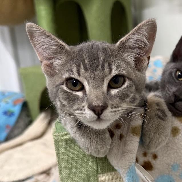 Mouse, a Adoptable Domestic Short Hair in Nowata, OK image 2/3
