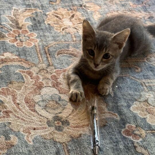 Mouse, a Adoptable Domestic Short Hair in Nowata, OK image 3/3