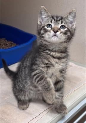 Cabbage, ADOPTABLE, Kitten Male Domestic Short Hair.