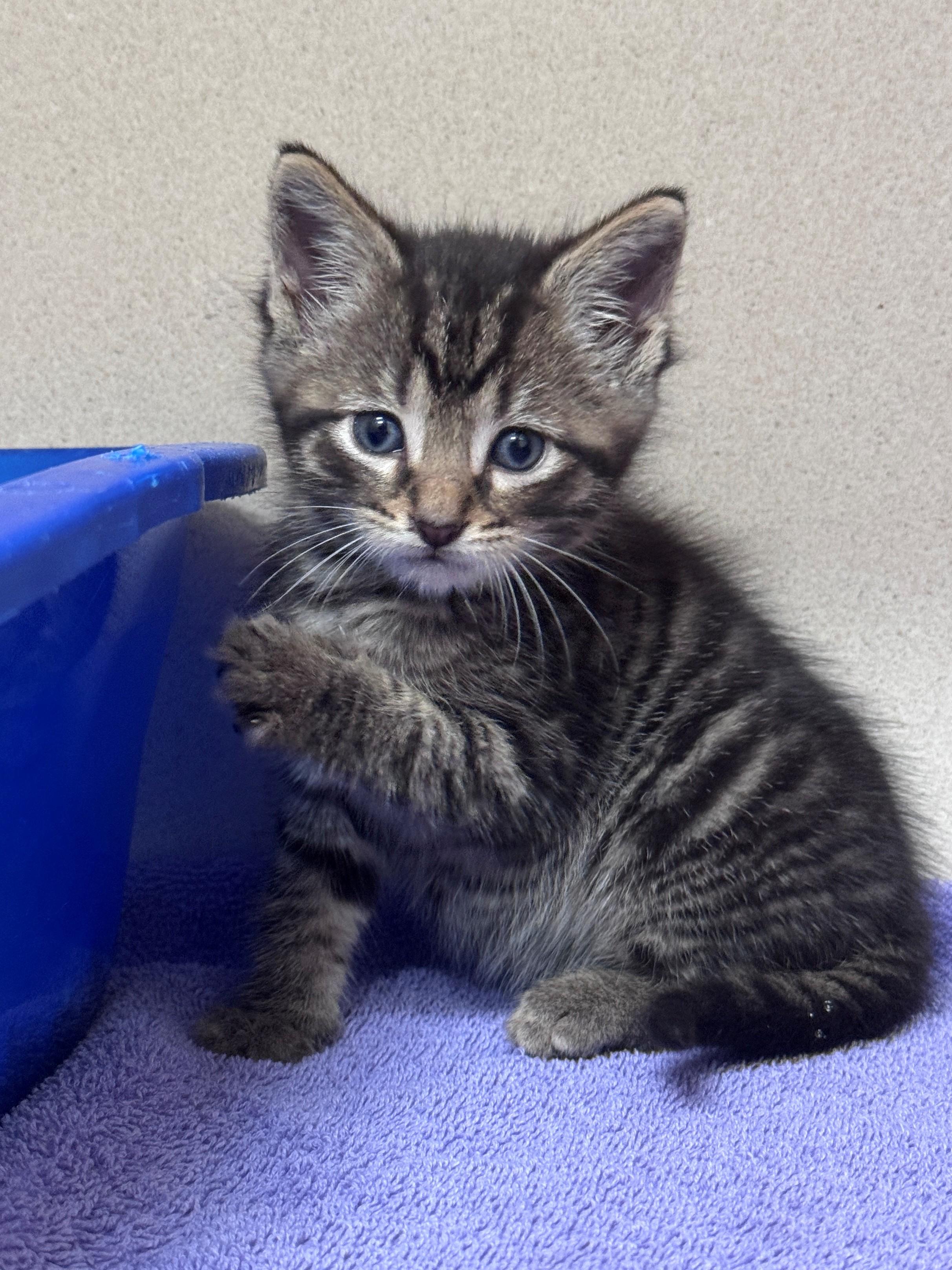 Cabbage, a ADOPTABLE Domestic Short Hair in Hackensack, MN image 2/2