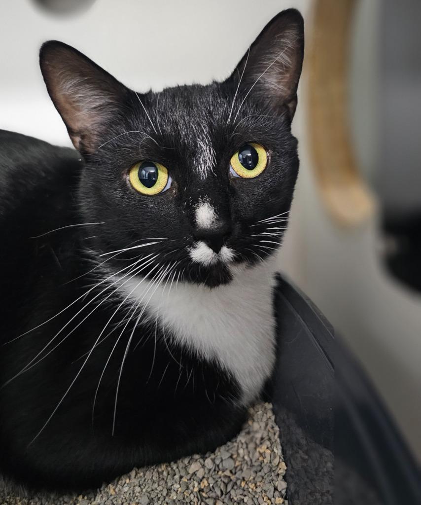 Ivan, Adopted, Adult Male Domestic Short Hair.