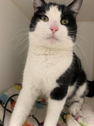 Enlarge Rivero, a Adoptable Domestic Short Hair in Reisterstown, MD image 2/2