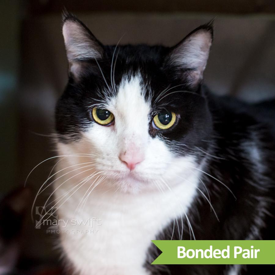 Rivero, Adoptable, Senior Male Domestic Short Hair.