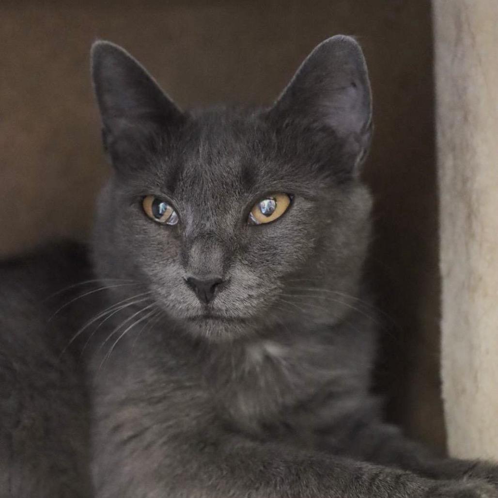 Meowy, Adoptable, Adult Female Domestic Short Hair.