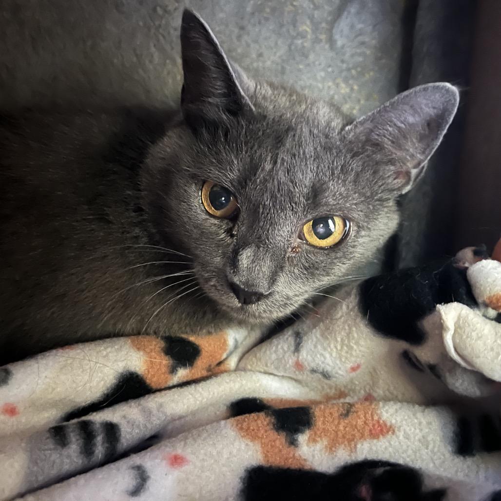 Enlarge Meowy, a Adoptable Domestic Short Hair in Aldie, VA image 1/2