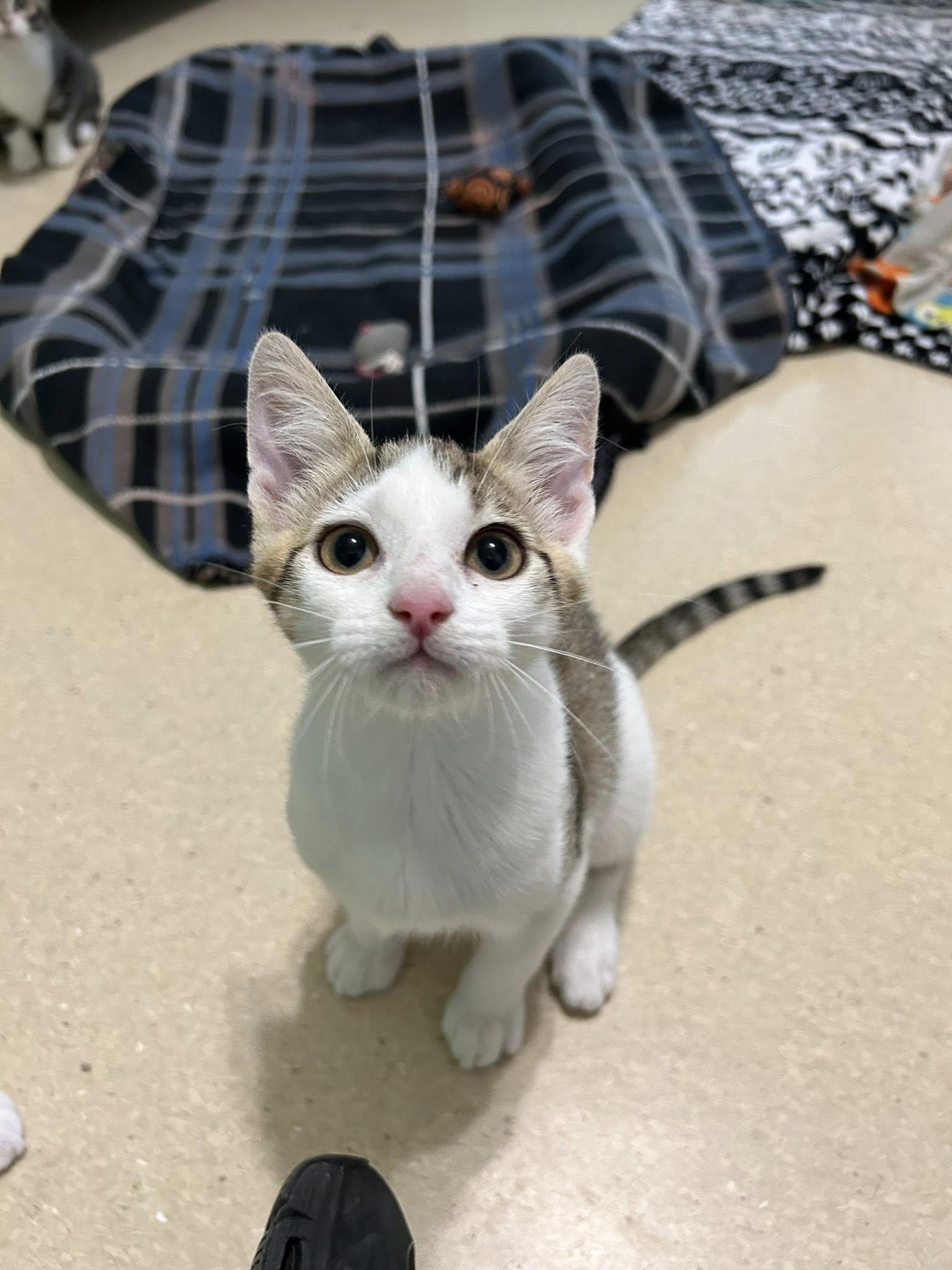 Ash, a Adoptable Domestic Short Hair in Dellslow, WV image 2/6