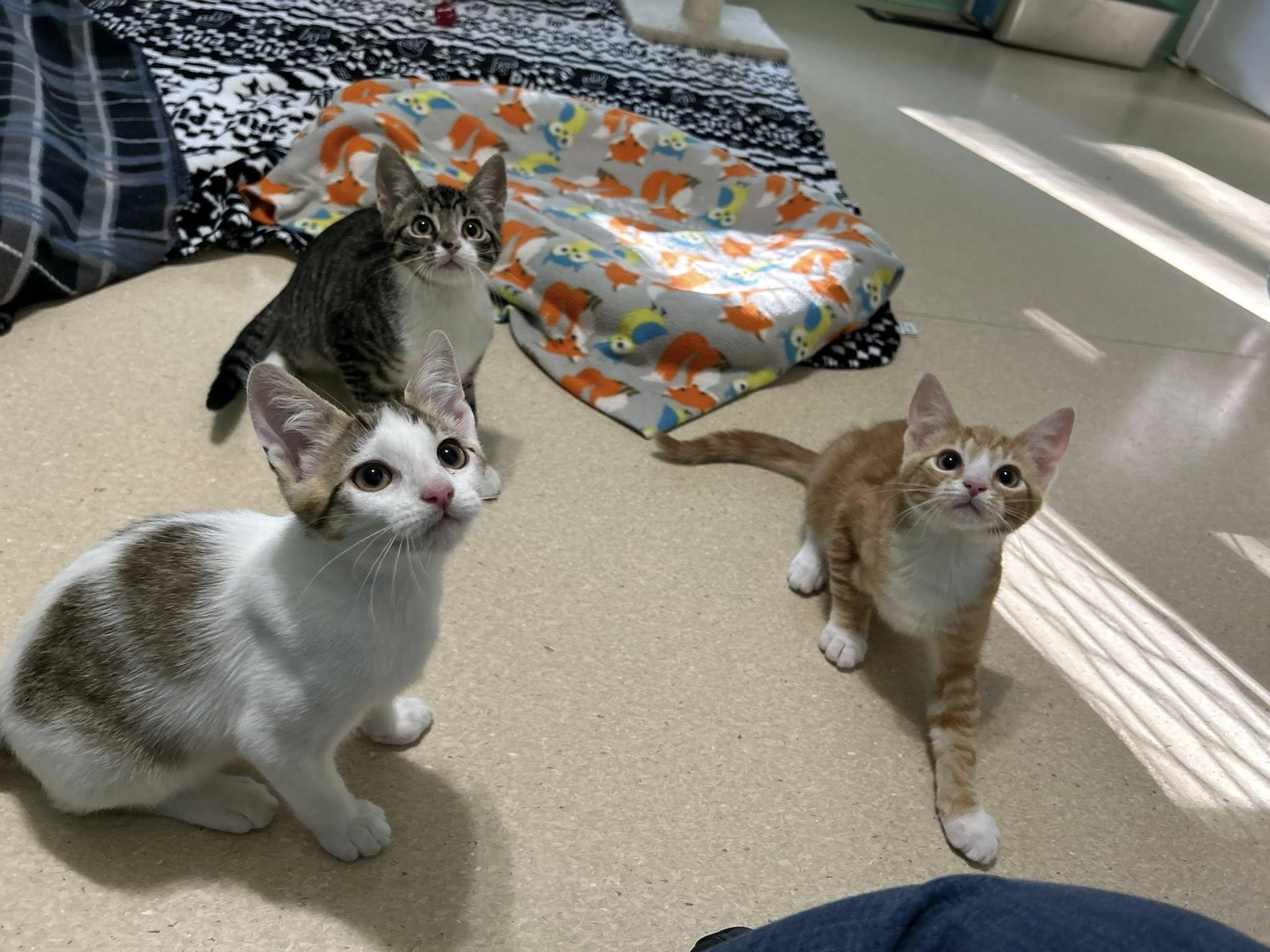 Ash, a Adoptable Domestic Short Hair in Dellslow, WV image 4/6