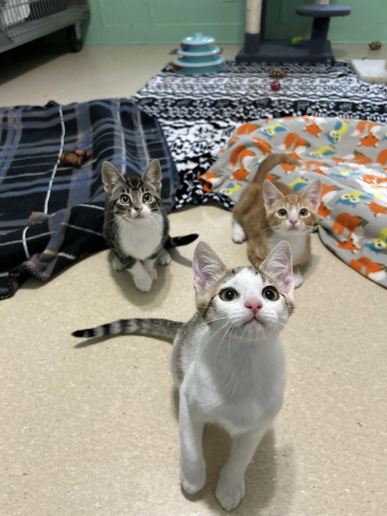 Ash, a Adoptable Domestic Short Hair in Dellslow, WV image 6/6