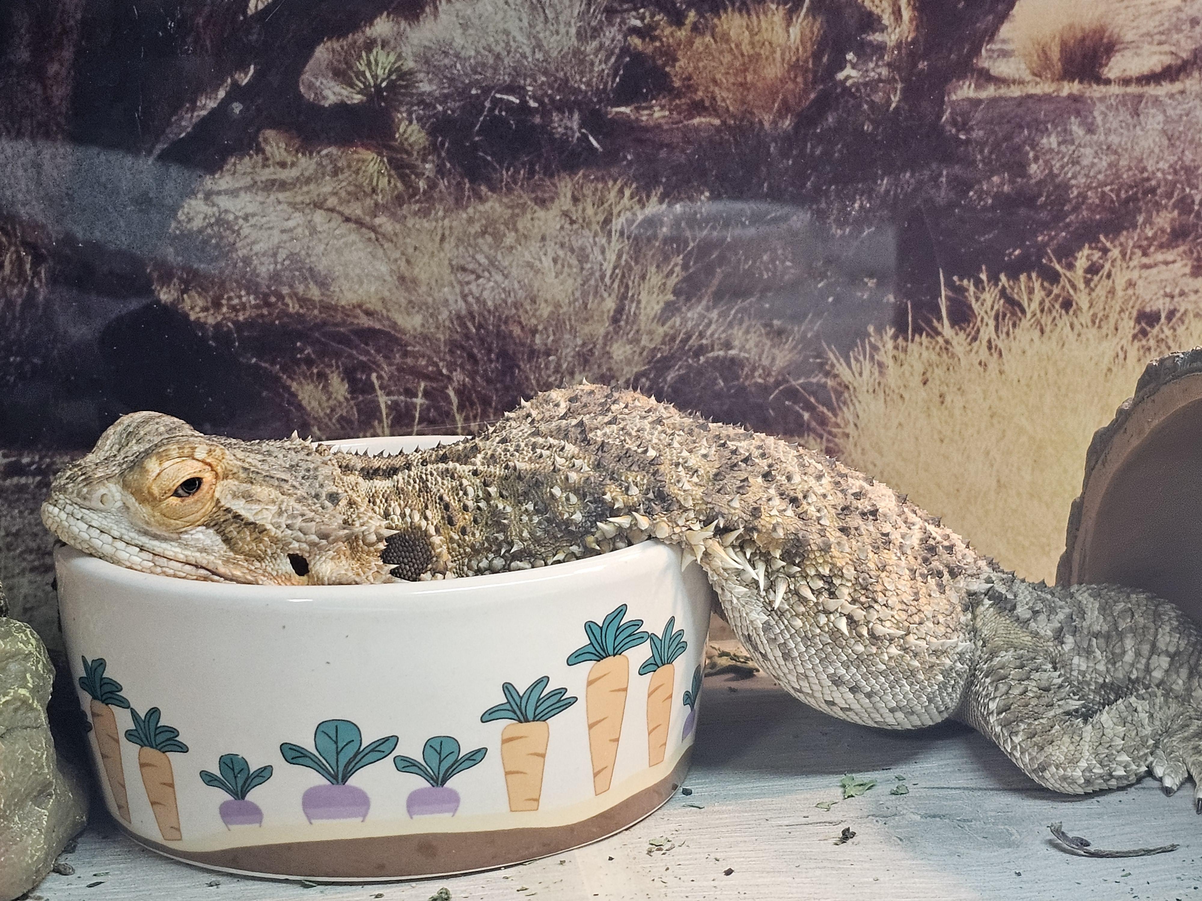 Lucky, a ADOPTABLE Bearded Dragon in Tucson, AZ image 4/5