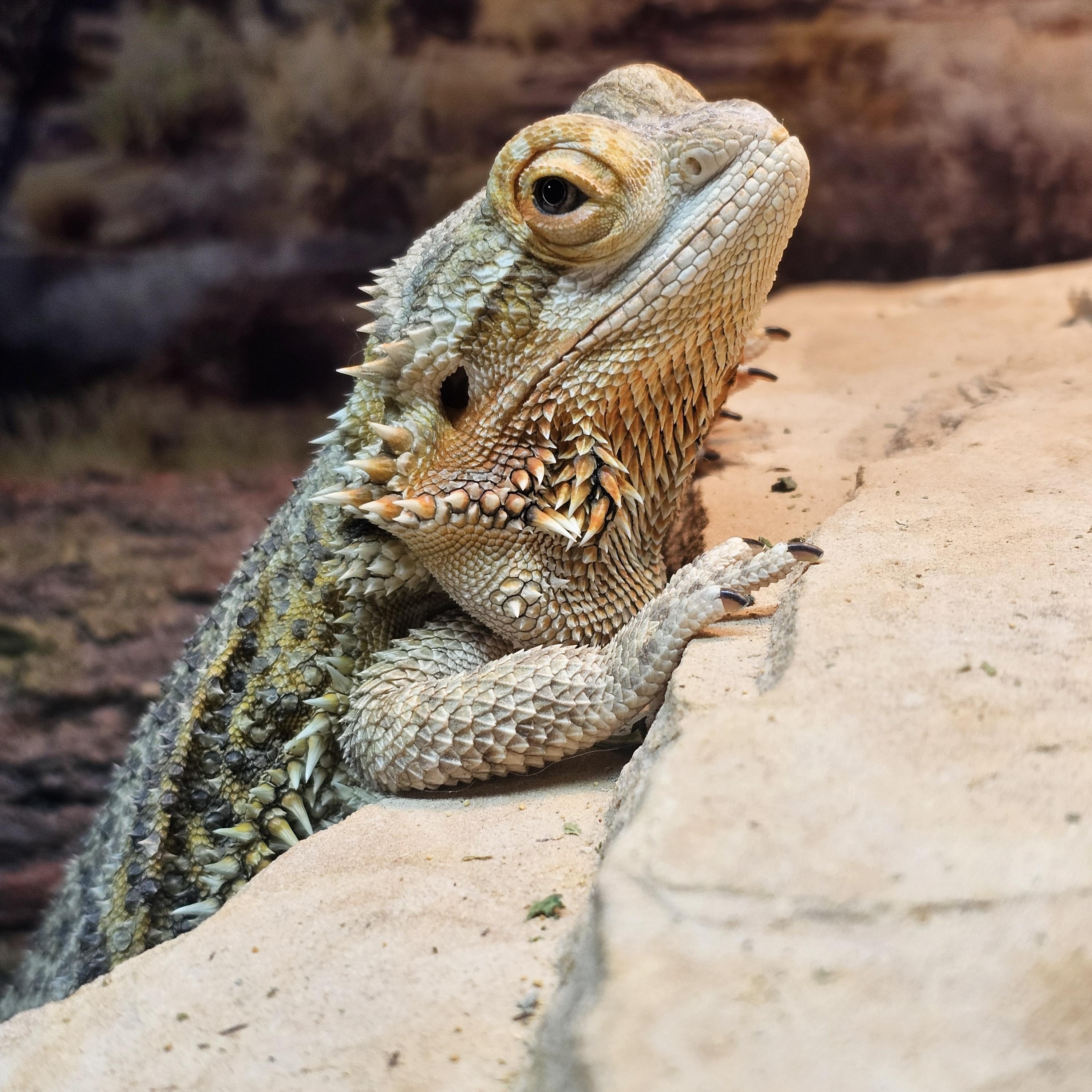 Lucky, a ADOPTABLE Bearded Dragon in Tucson, AZ image 2/5