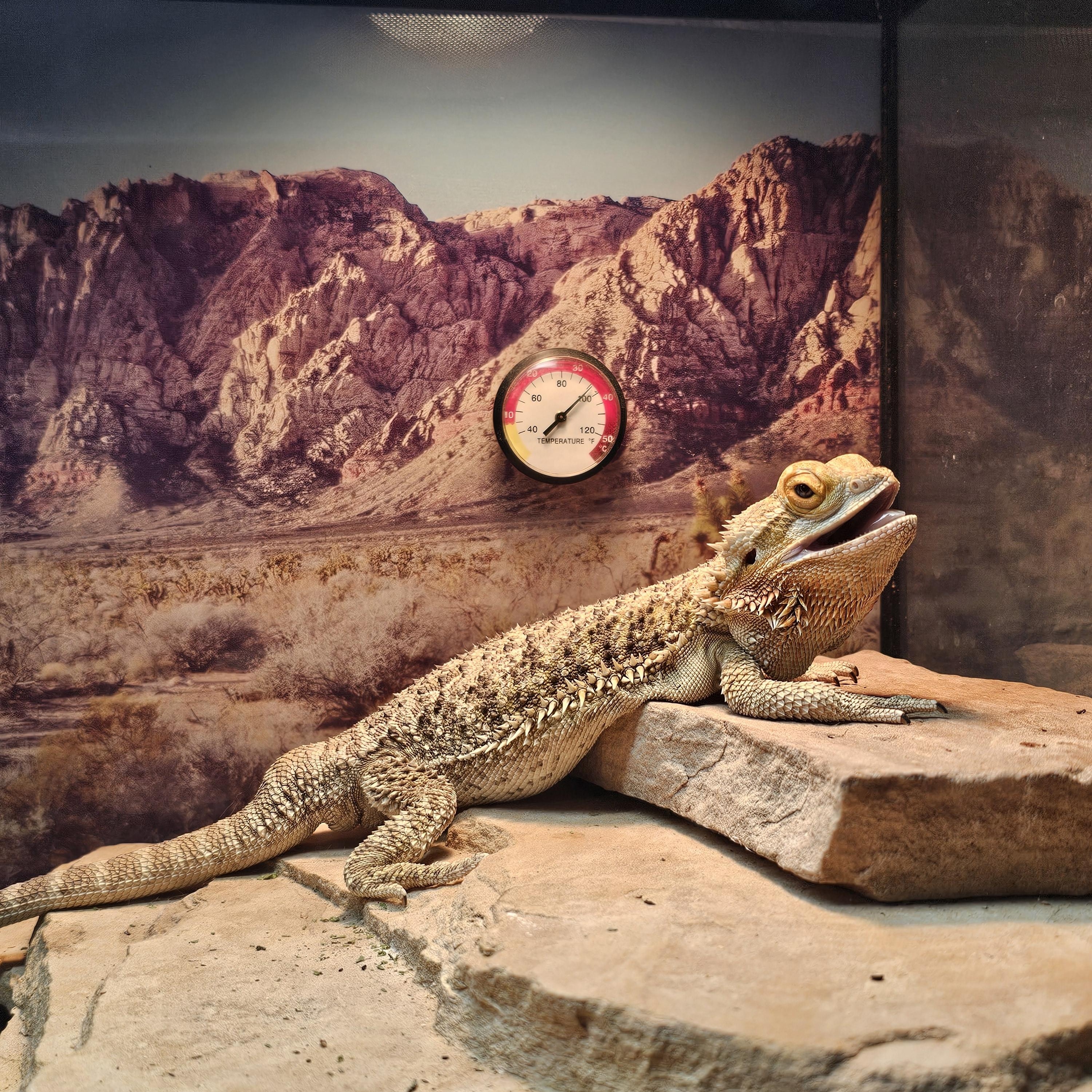 Lucky, a ADOPTABLE Bearded Dragon in Tucson, AZ image 3/5