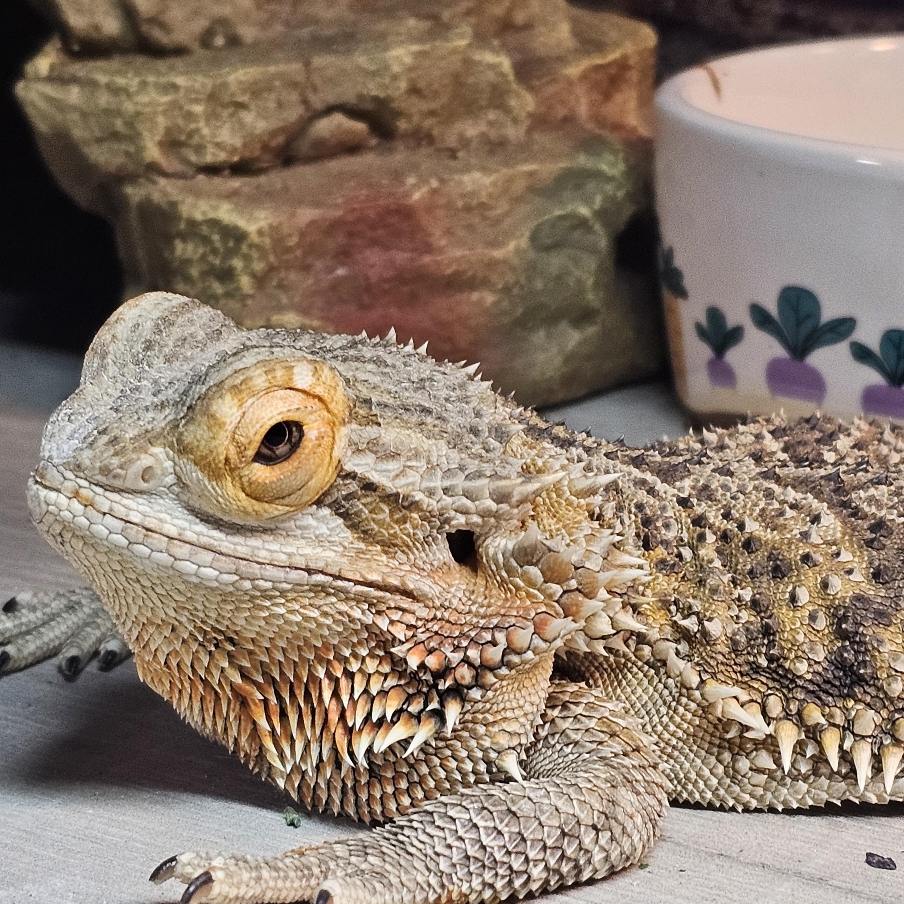 Lucky, a ADOPTABLE Bearded Dragon in Tucson, AZ image 5/5
