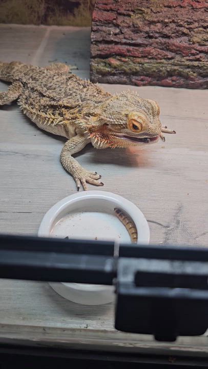 Enlarge Lucky, a ADOPTABLE Bearded Dragon in Tucson, AZ video 1/5