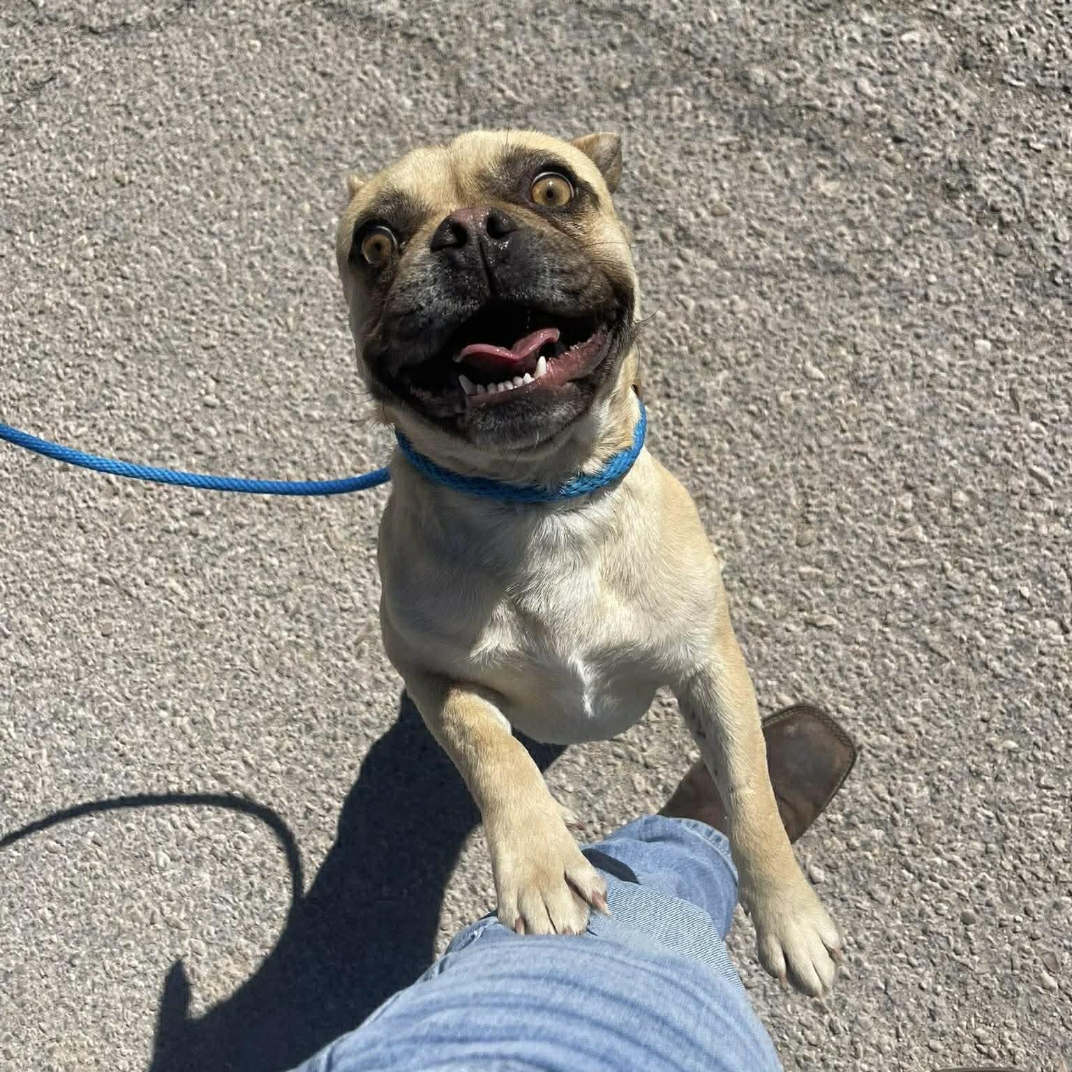 Enlarge Freddie, a ADOPTABLE mixed breed in Boulder, CO image 6/6