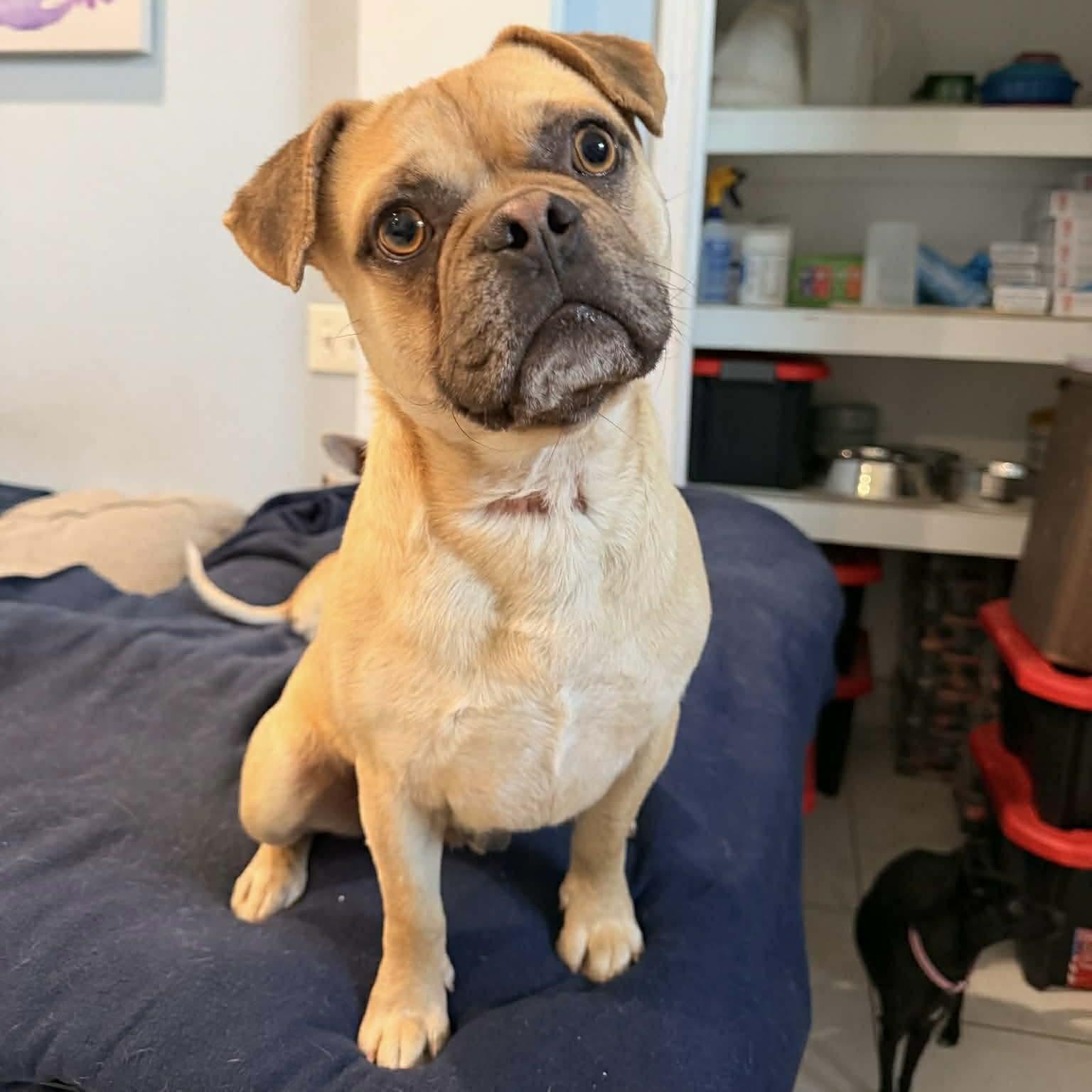 Enlarge Freddie, a ADOPTABLE mixed breed in Boulder, CO image 2/6