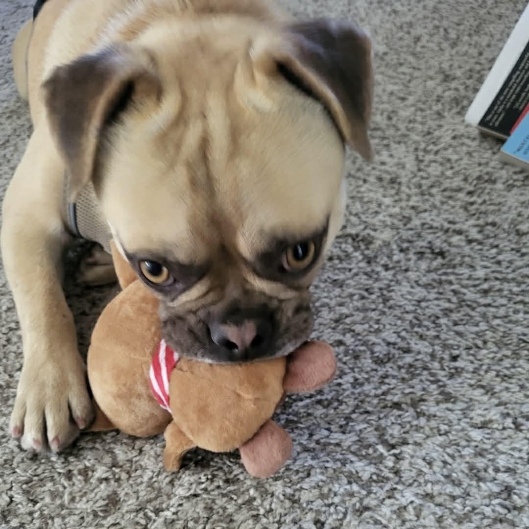 Enlarge Freddie, a ADOPTABLE mixed breed in Boulder, CO image 5/6