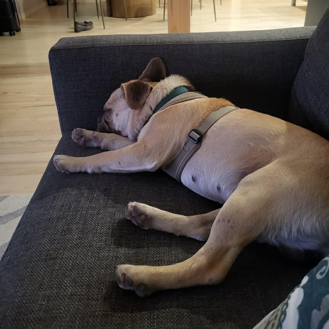 Enlarge Freddie, a ADOPTABLE mixed breed in Boulder, CO image 4/6