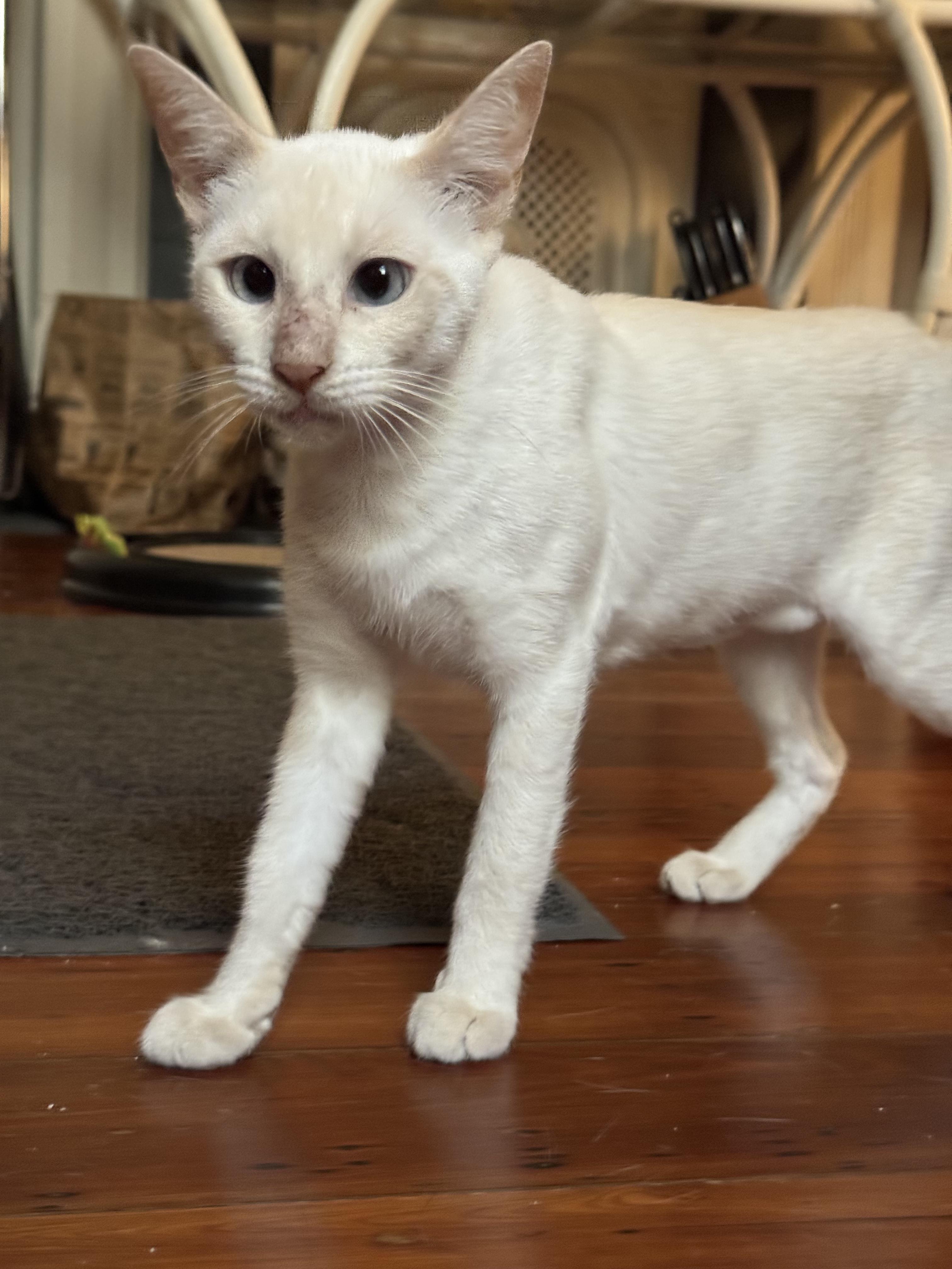 Izzy Siamese Cat