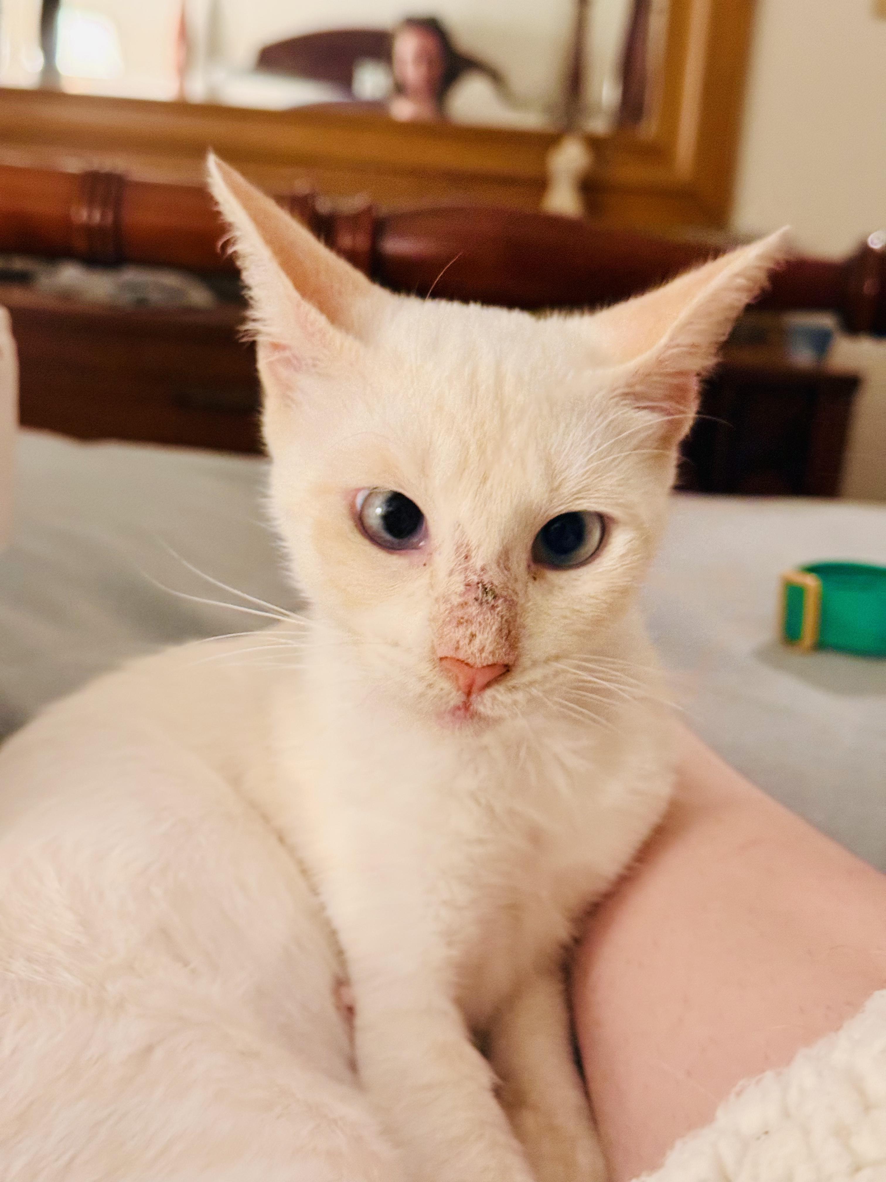 Meet Izzy  Your Personal Love Muffin As soon as you pet her back she flops over for a belly