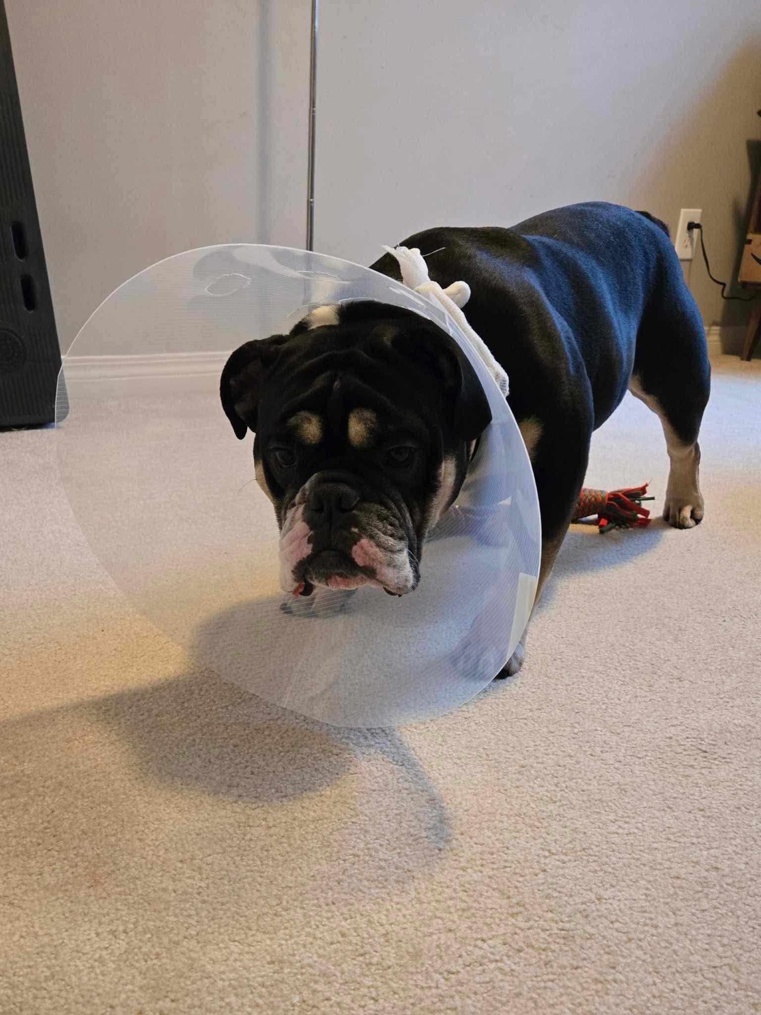 OLIVER photo 5