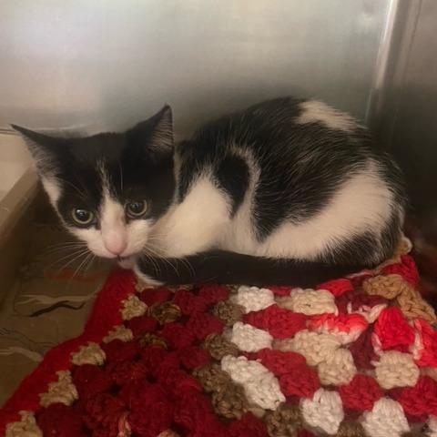Cozy, Adoptable, Kitten Male Domestic Short Hair.
