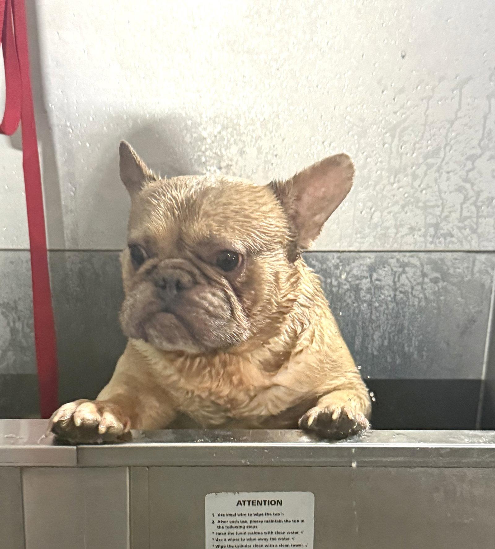 Guido, Adoptable, Young Male French Bulldog.