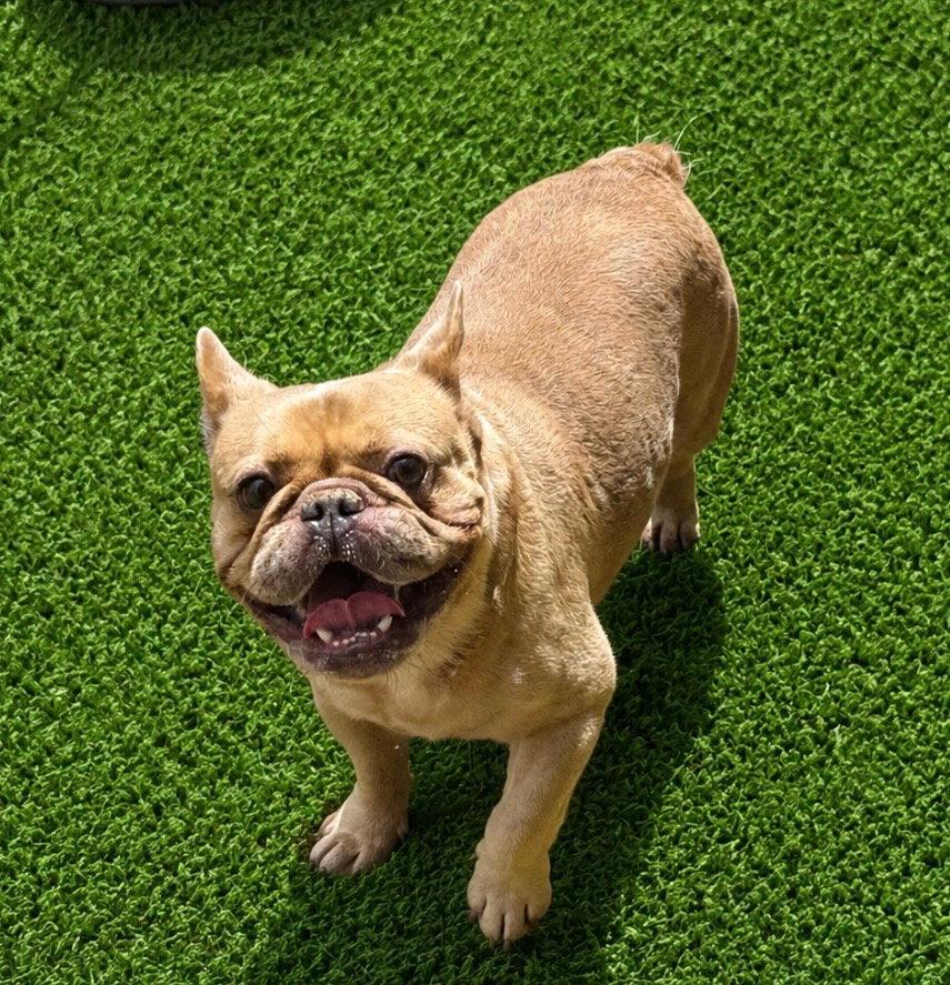 Guido, a Adoptable French Bulldog in Valrico, FL image 2/2