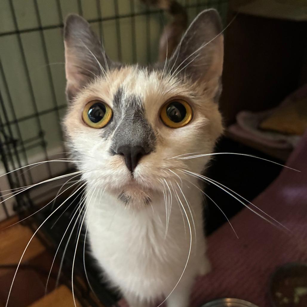 Enlarge Poppy, a Adoptable Domestic Short Hair in Mebane, NC image 2/6