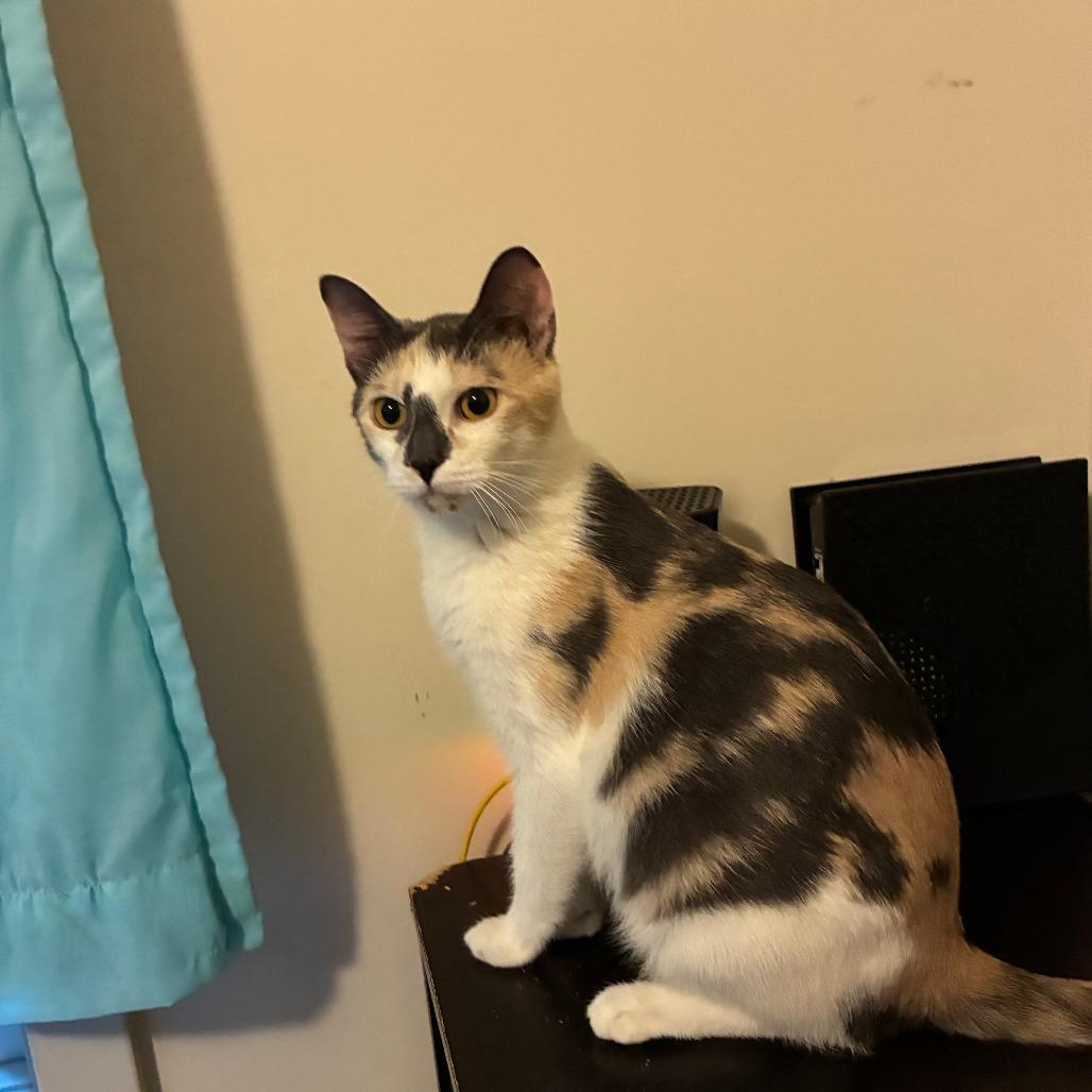 Enlarge Poppy, a Adoptable Domestic Short Hair in Mebane, NC image 3/6