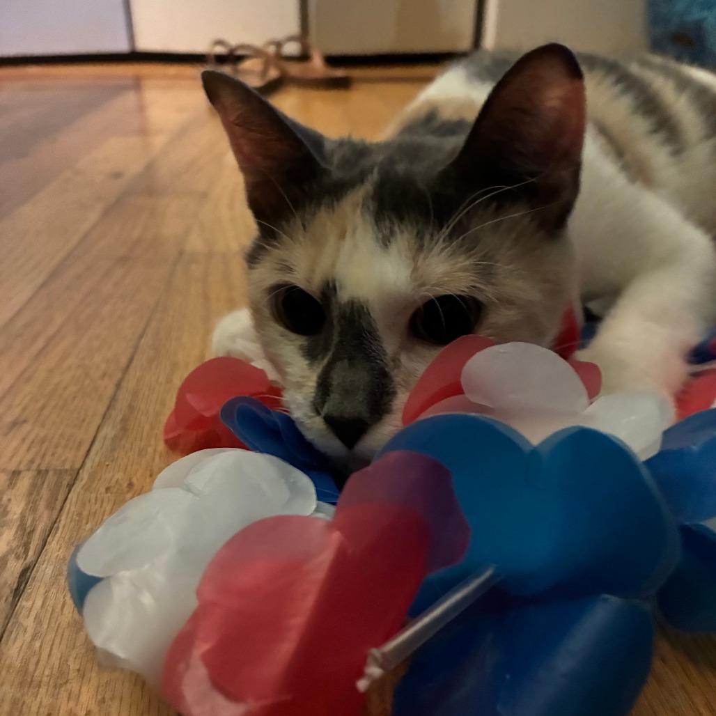 Enlarge Poppy, a Adoptable Domestic Short Hair in Mebane, NC image 4/6