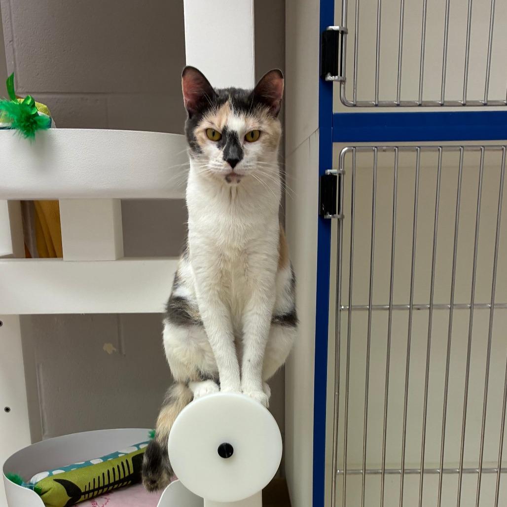 Enlarge Poppy, a Adoptable Domestic Short Hair in Mebane, NC image 5/6