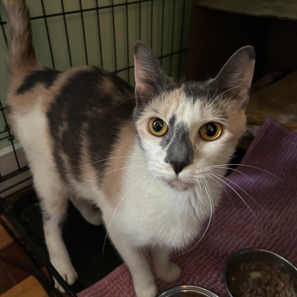 Enlarge Poppy, a Adoptable Domestic Short Hair in Mebane, NC image 6/6