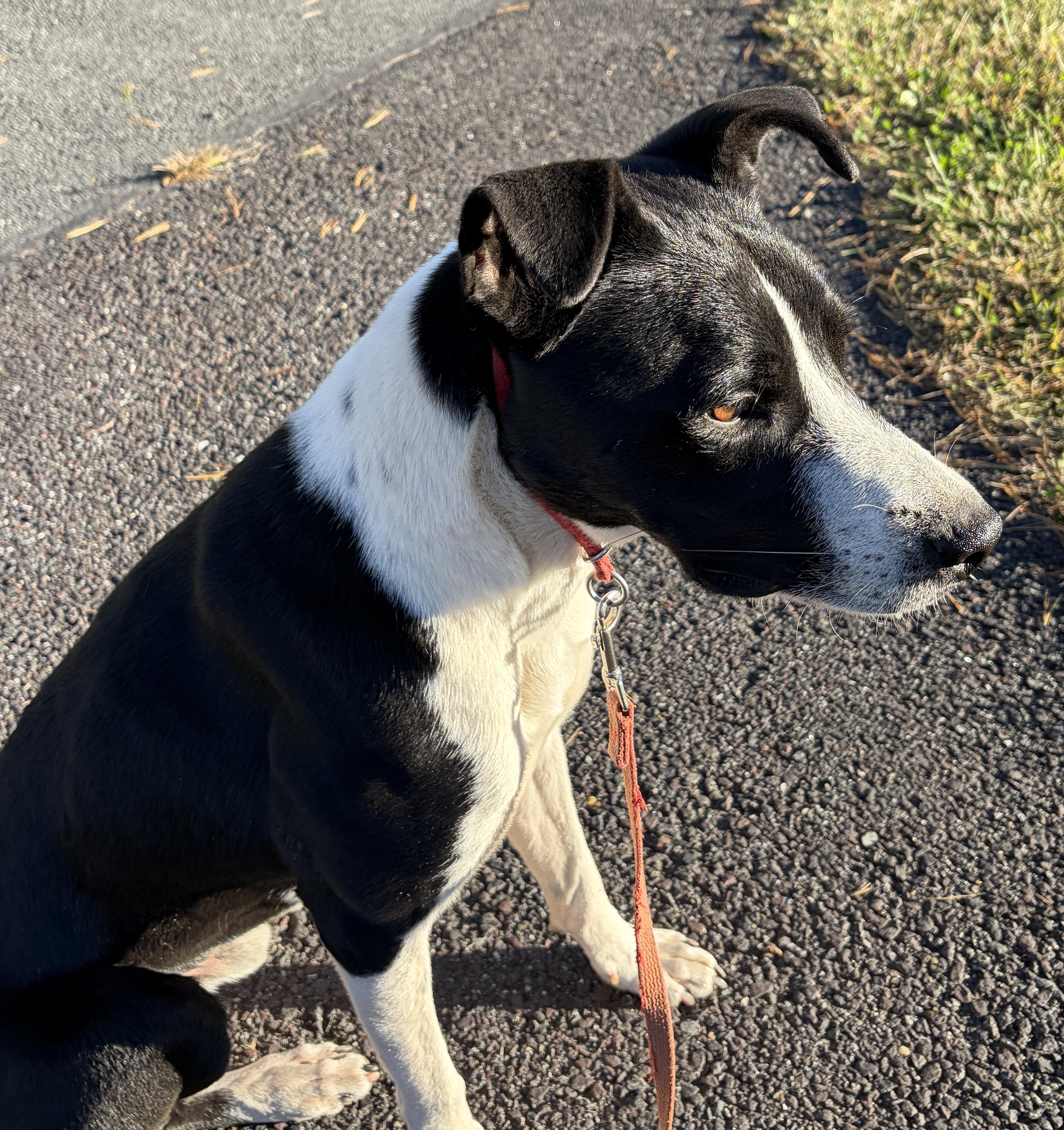 Lucky, a Adoptable mixed breed in Stevensburg, VA image 2/5