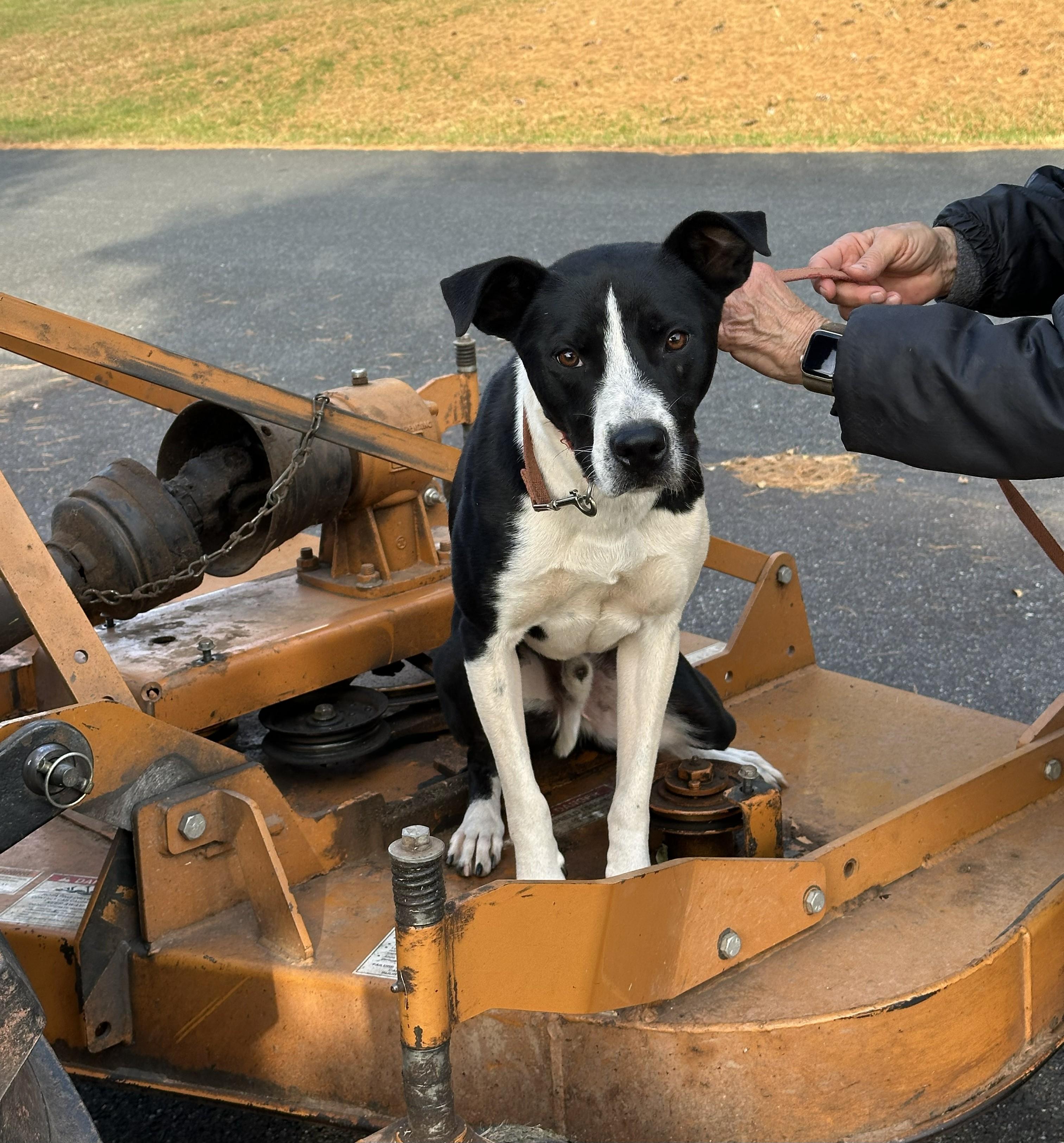 Lucky, a Adoptable mixed breed in Stevensburg, VA image 3/5
