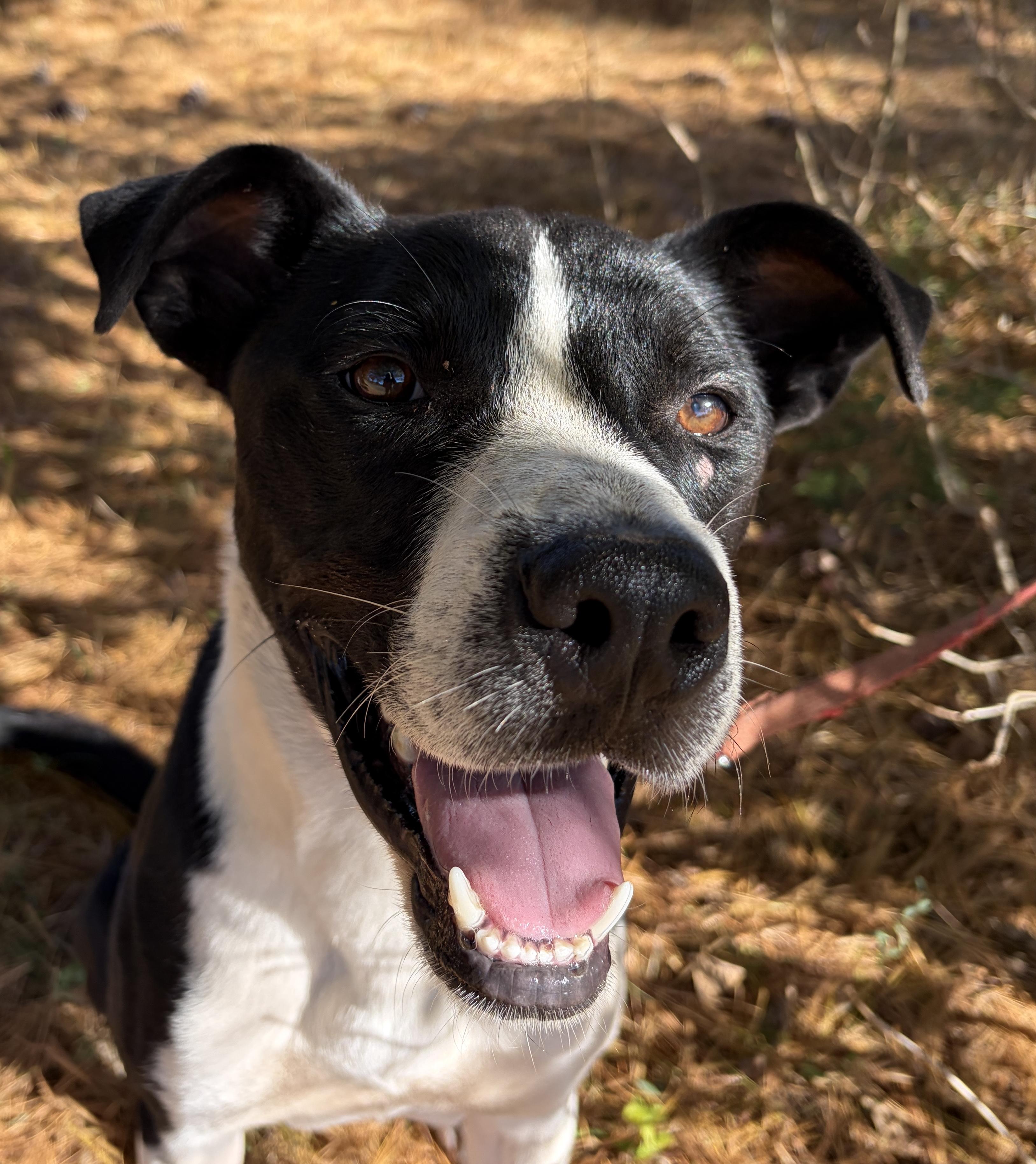 Lucky, Adoptable, Adult Male Hound & Shepherd.