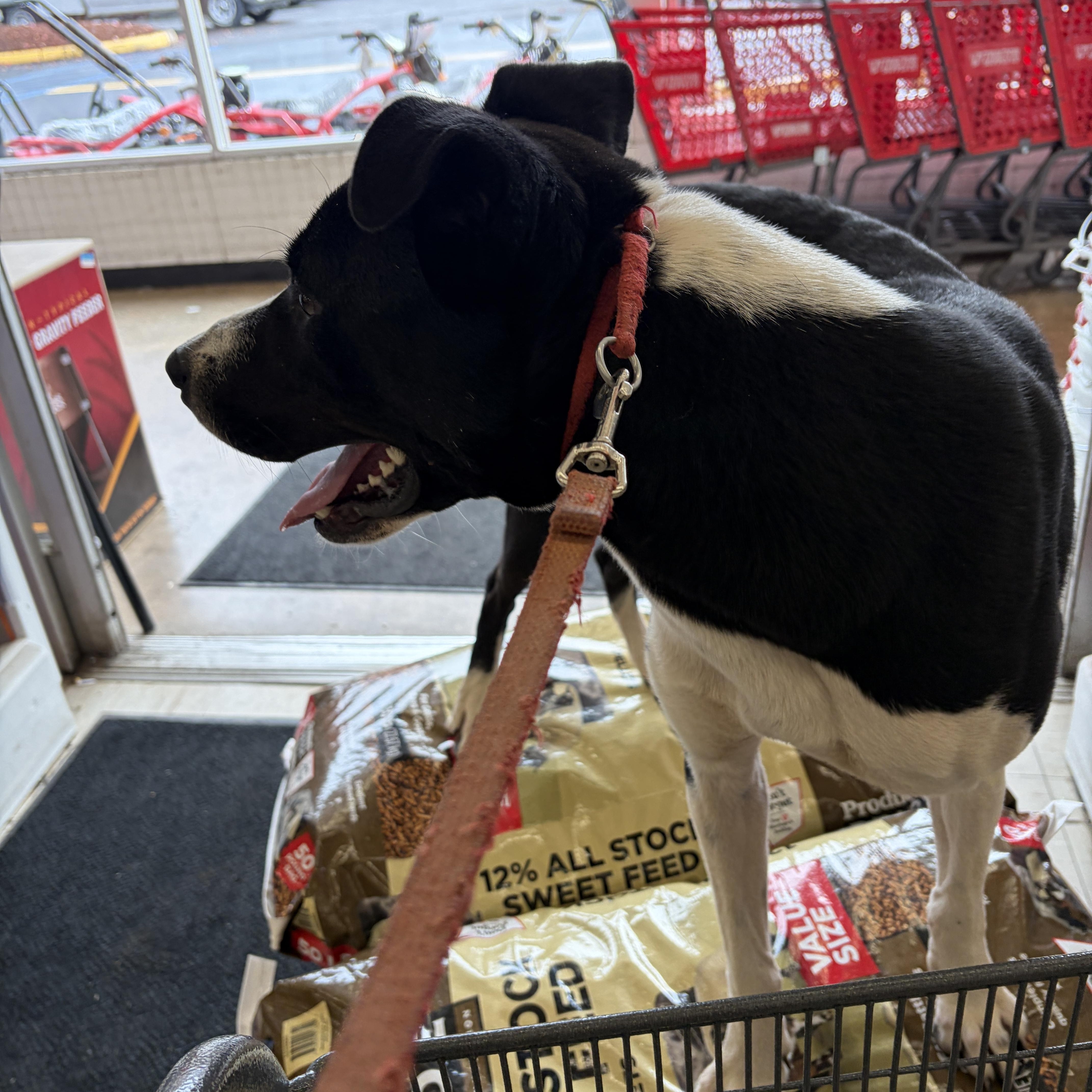 Lucky, a Adoptable mixed breed in Stevensburg, VA image 4/5