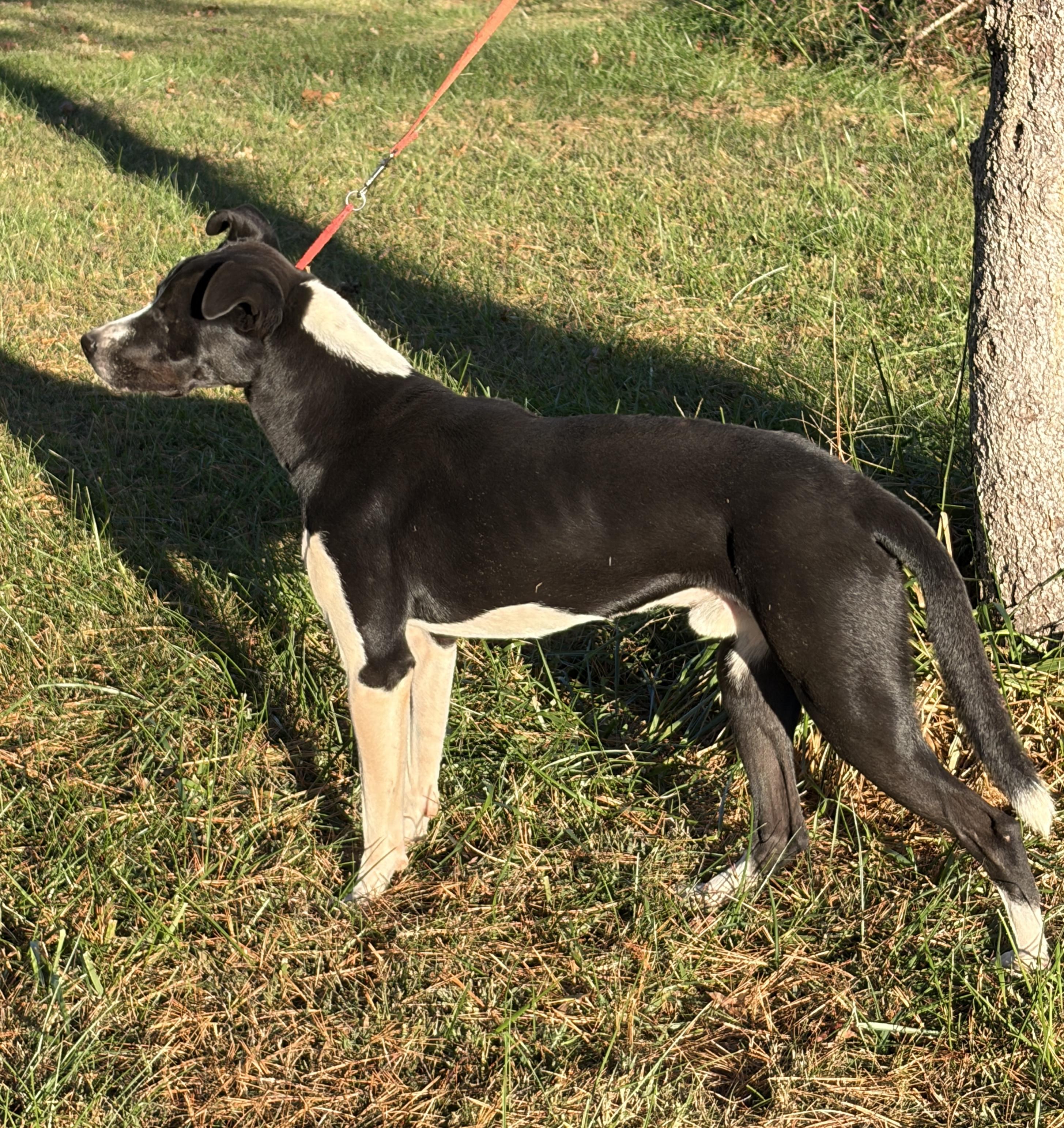Lucky, a Adoptable mixed breed in Stevensburg, VA image 5/5