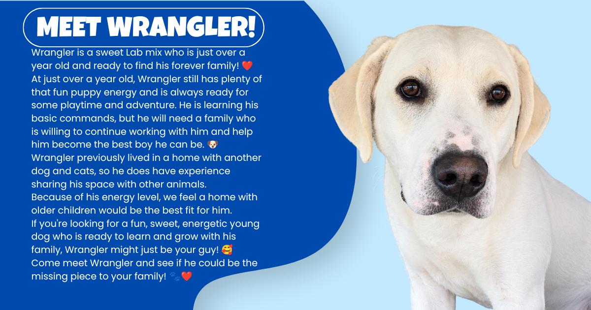 Wrangler, Adoptable, Adult Male Yellow Labrador Retriever.