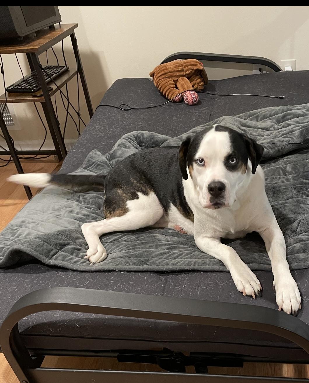 Enlarge Blue, an adopted mixed breed in Phillipsburg, NJ image 1/4